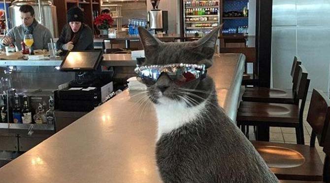 Güneş gözlüğü takan kedinin ardındaki gerçek